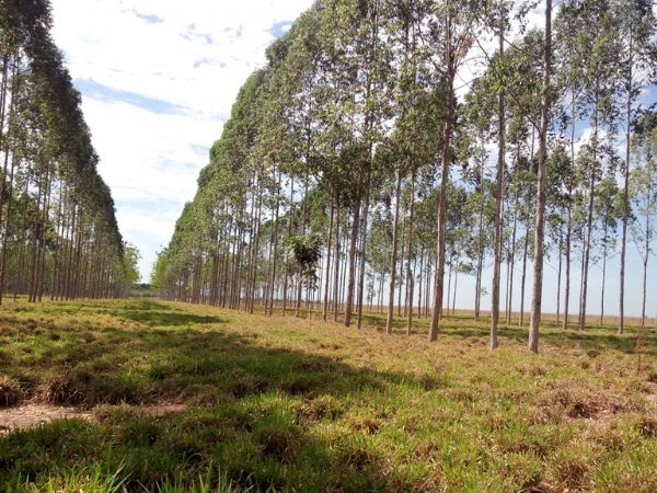 Reflorestadores debatem o desenvolvimento florestal sustentvel em encontro