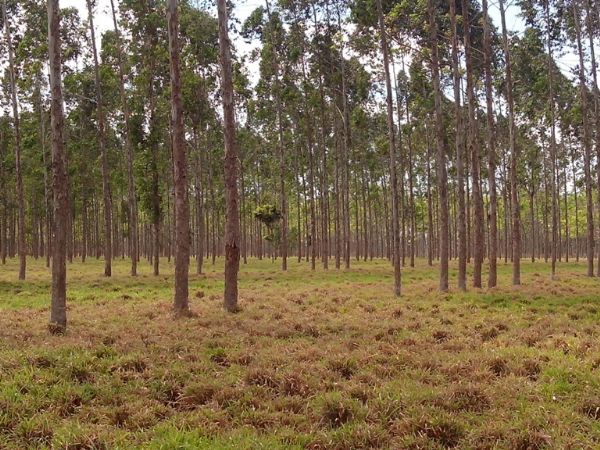 Congresso Brasileiro de Sistemas Agroflorestais ocorre em Cuiab no prximo ms