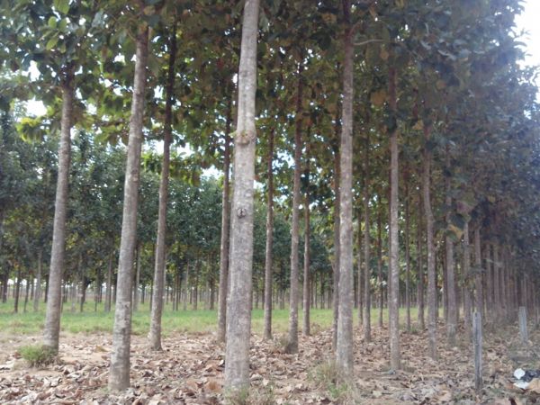 Base florestal prev 'colapso' se no houver aprovao de Projetos de Manejo em Mato Grosso