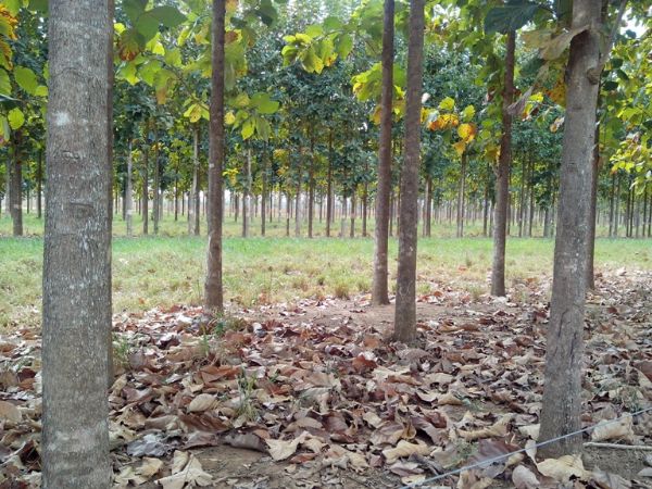 Programa de Desenvolvimento Florestal  criado em Mato Grosso