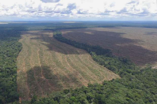 Fazendeiros so multados em R$ 13,7 milhes por desmatarem 2,6 hectares de floresta