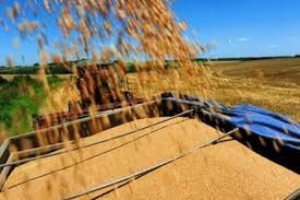 Cultivo de milho ser maior que soja e Mato Grosso deve ser um dos maiores produtores