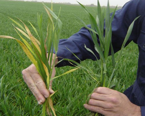 Wheat streak mosaic virus (WSMV) causa o mosaico estriado do trigo