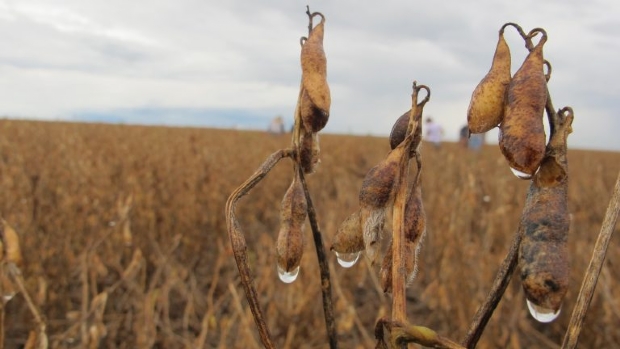 Pequenos produtores perdem at 50% da produo de soja por conta da chuva no Mdio-Norte
