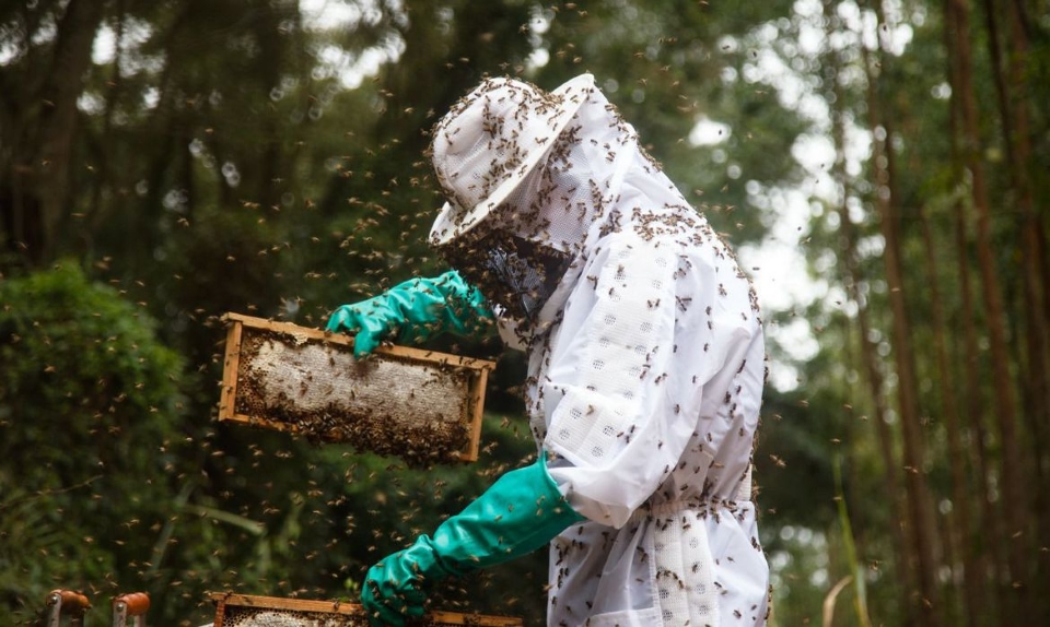 Ministério da Agricultura realiza operação de combate à fraude no mel