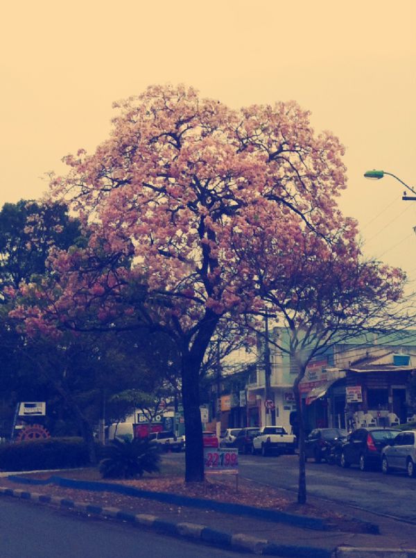 Ip rosa na Avenida Coronel Escolstico