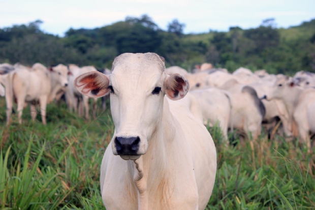 Casos de vaca louca so isolados e no representam risco, conclui OIE