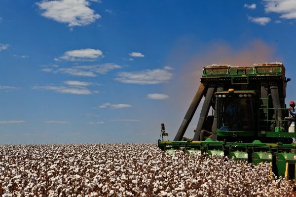 Comercializao da safra 15/16 de algodo em Mato Grosso atinge 45,6% da produo esperada
