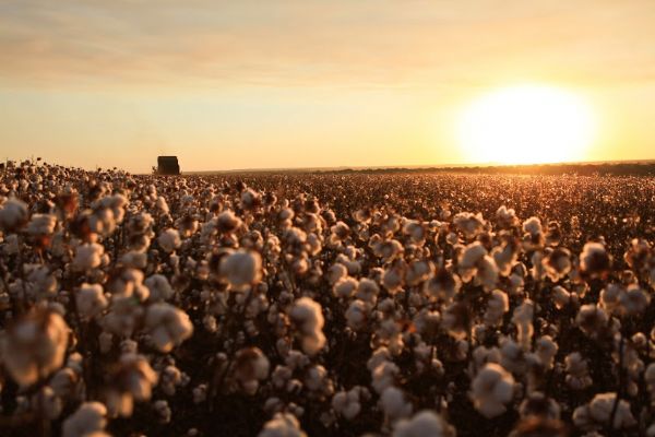 Semeadura do algodo est atrasada em 19 p.p. em Mato Grosso