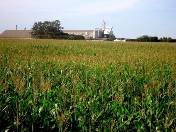 Produo de milho deve cair em at 50% na safra 2014/2015 no estado