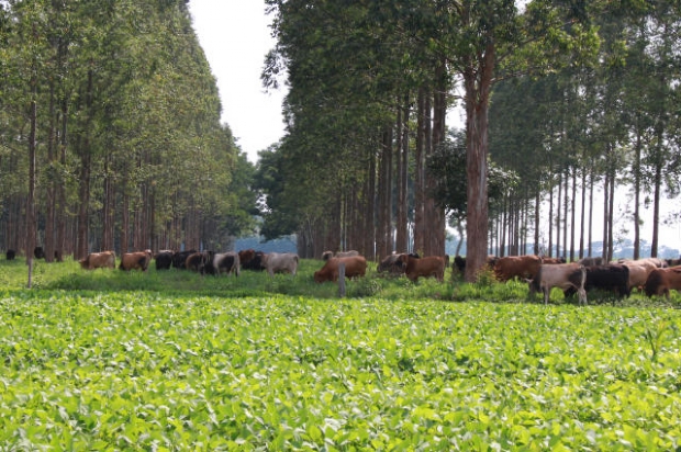 Destaque na produo agropecuria, MT teve reduo de 87,4% no desmatamento nos ltimos 15 anos