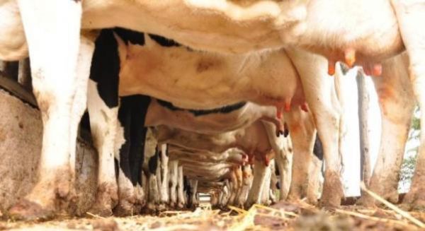 Mato Grosso  o oitavo produtor nacional de leite, registrando uma produo anual de 618 milhes litros