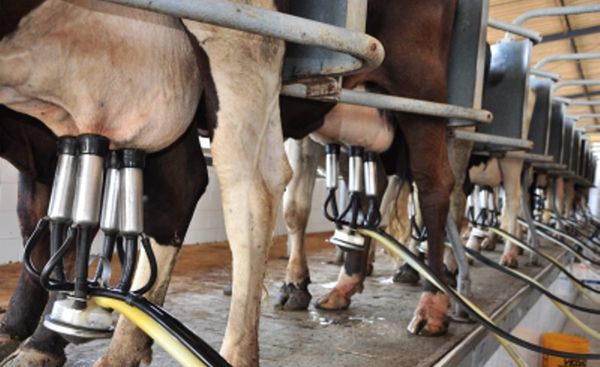 Produo de leite deve reduzir 30% na entressafra; Impacto ao consumidor  imprevisvel