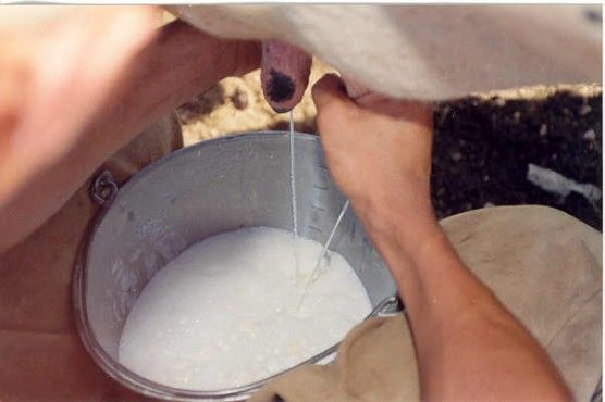 Agricultor aprende na prtica gesto por produo leiteira