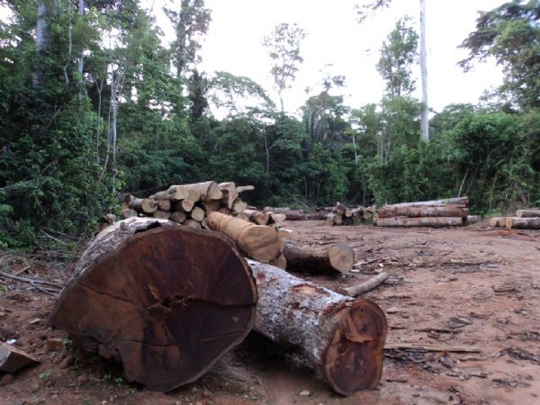 Relatrio aponta diminuio de 10% na rea de explorao florestal ilegal em Mato Grosso