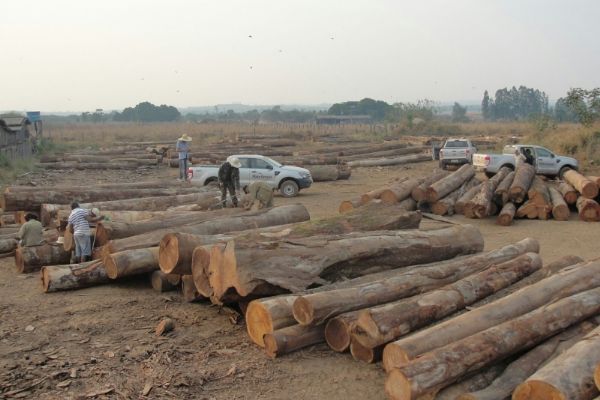 Mais de 1,2 mil metro cbicos de madeira so apreendidos entre Marcelndia e Itaba