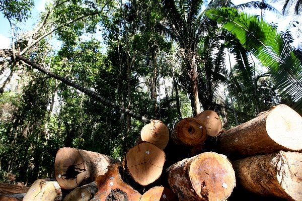 Setor de base florestal em MT gera 57 mil empregos diretos