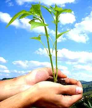 Agricultura Familiar  tema da 10 Semana do Meio Ambiente que comea nesta quinta em Cuiab