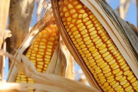 21% do milho produzido em MT  vendido em leiles do Pepro; Comercializao segue lenta