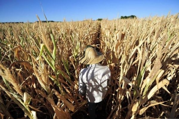 Boas chuvas em Mato Grosso elevaram a produtividade, avanando para 100,02 sacas por hectare