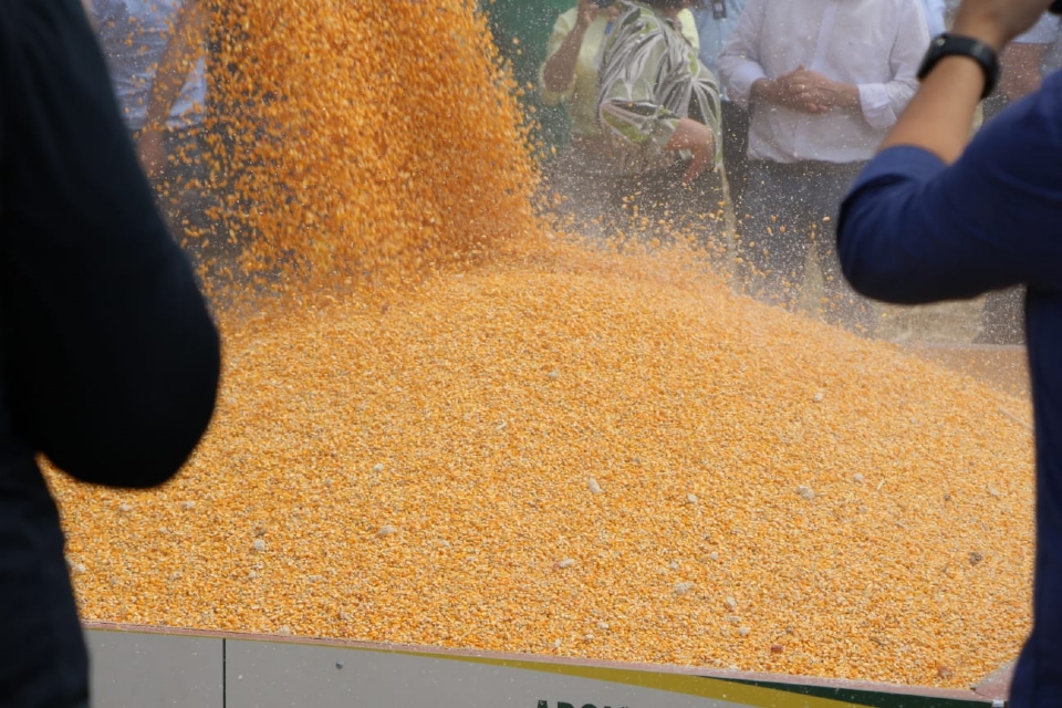 Mato Grosso exporta 26,42 milhes de toneladas de milho na safra 21/22