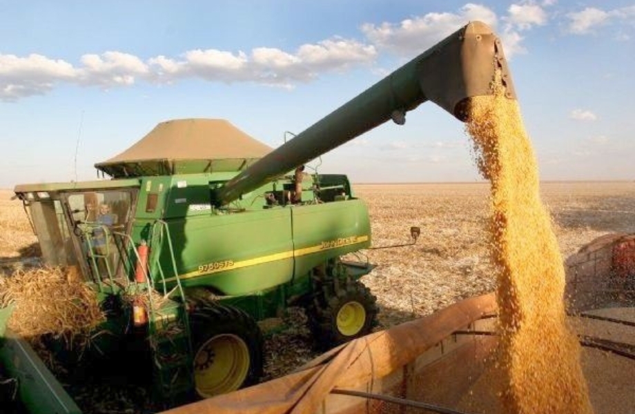 Saca de 60 quilos de milho sofre desvalorizao de quase 50% no preo com falta de armazns