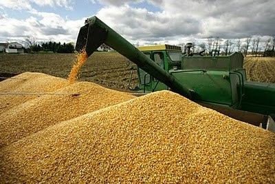 Produo mundial de trigo e milho deve cair 4,4% em 2013, projeta Conselho Internacional