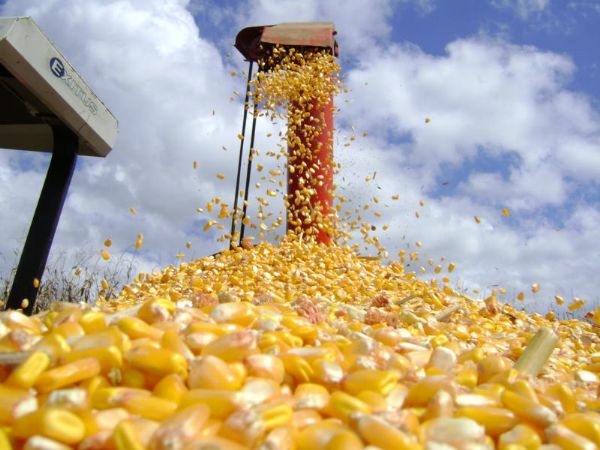 Pesquisa aponta que MT  o campeo em valor da produo agrcola