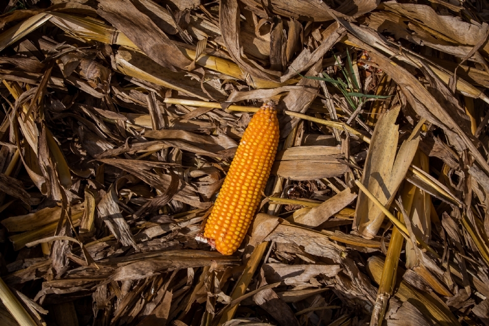 Usinas de etanol de milho em Mato Grosso devem consumir mais de 11 milhes de toneladas do gro