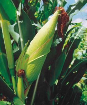 Atraso do plantio de soja pode diminuir segunda safra de milho em mais de 4%, diz Imea