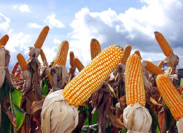 Falta de crdito barra crescimento de rea do milho, mas produo deve subir 23,24%