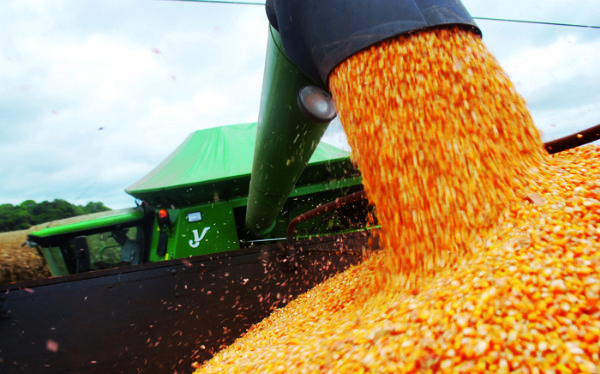 Produo de milho pode ficar abaixo das 20 mi/t em Mato Grosso, afirmam produtores