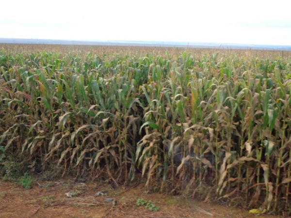 Raio-x da safra de milho em Mato Grosso ser realizado entre 5 e 9 de maio