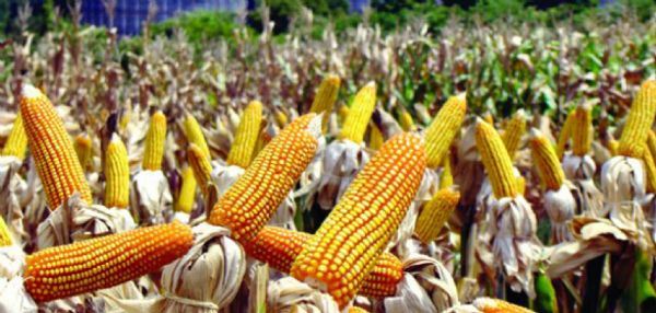 Preo do milho cai cerca de 25,2% em Mato Grosso; presso vem da oferta