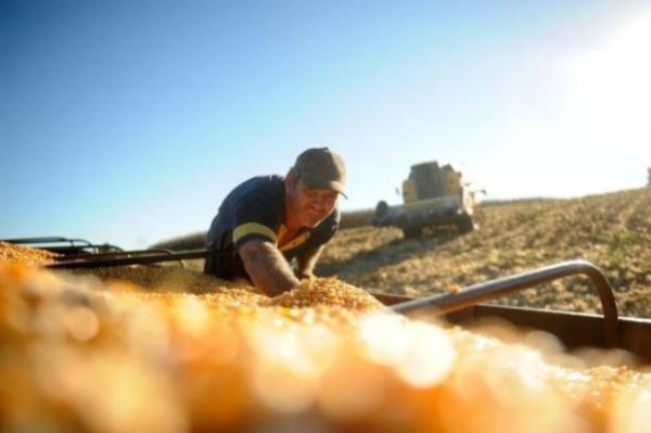 Produtores de Mato Grosso vendem 453 mil toneladas de milho no leilo da Conab