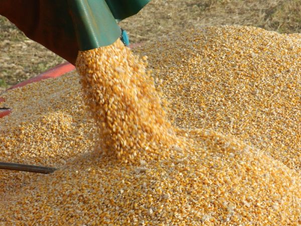 Conab oferta mais de 148 mil t de milho de Mato Grosso em leilo para criadores
