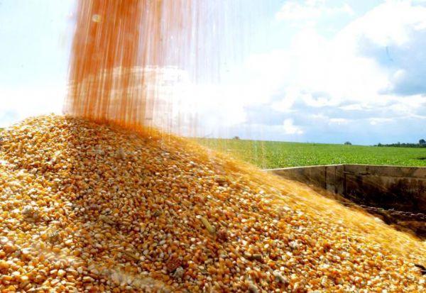 Remoo de milho de MT e Gois para Norte, Nordeste e Sul cresce 32%, aponta Conab