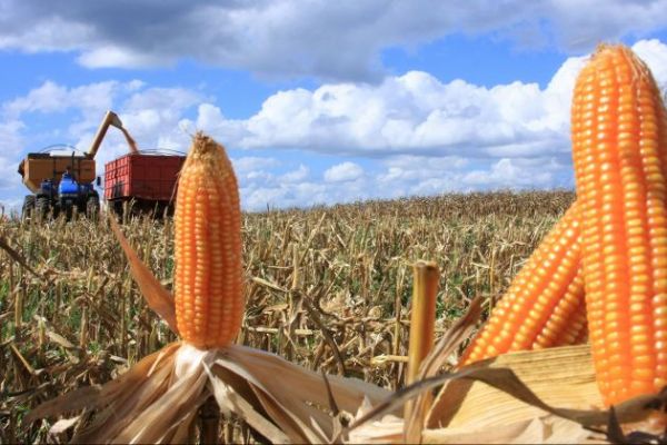 Mesmo com preos altos, quebra no milho em Mato Grosso derruba valor da produo em R$ 1 bi