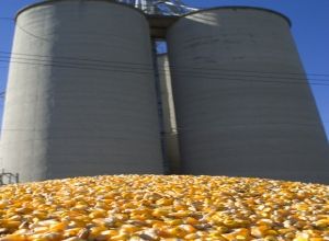 Conab negocia todos os lotes do leilo de frete de milho estocado em Mato Grosso