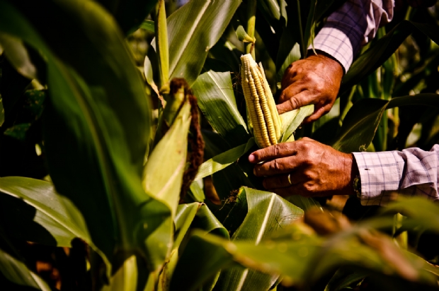 Mato Grosso apresenta maior alta de rea agrcola entre estados brasileiros; reduo da vegetao tambm chama ateno