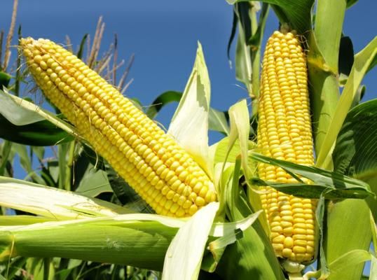 Colheita do milho chega a 48% da rea e preos registram 
