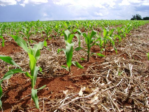 Mais de 1,3 milho de hectares de milho podem ser plantados fora da poca ideal por conta das chuvas