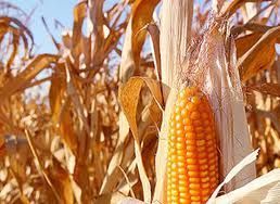 Preos baixos inibem avano da comercializao do milho e geram desestmulo para a prxima safra