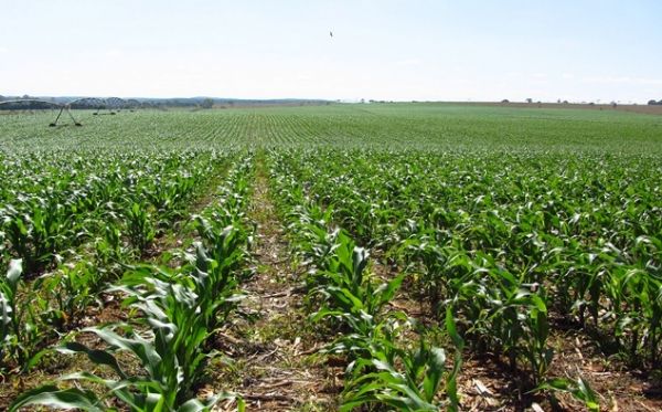 Semeadura do milho chega a 8% em Mato Grosso; Trabalhos superam safra passada