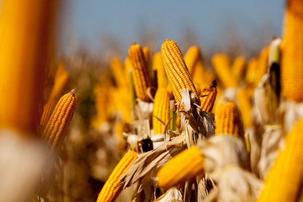 Iseno de PIS/Cofins para importao de milho pode ser adotada para conter alta de preo