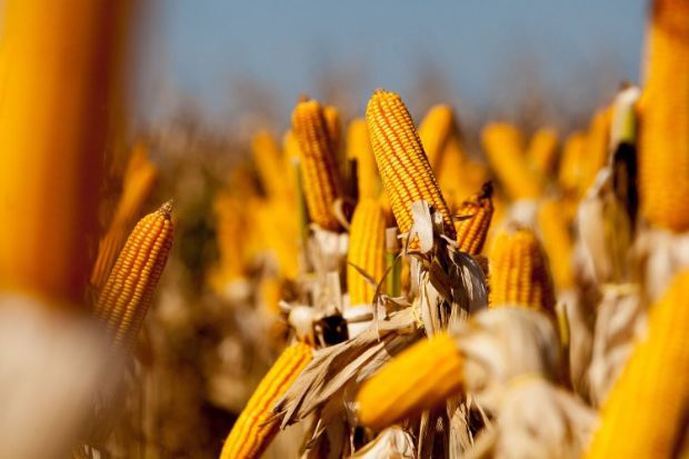 Mato Grosso tem 587 mil toneladas de milho comercializadas em leiles do governo federal
