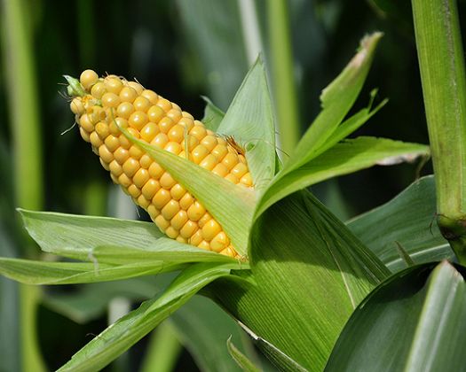 Colheita do milho atinge 30,5% e do algodo 9,8% em Mato Grosso