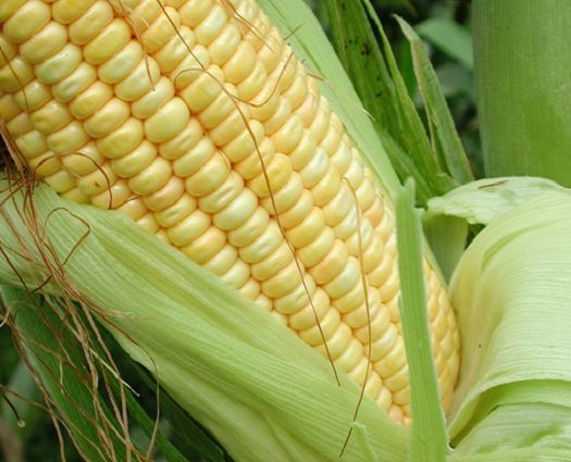 Safra 14/15 de milho est 1,7% mais cara que a 13/14 no Estado