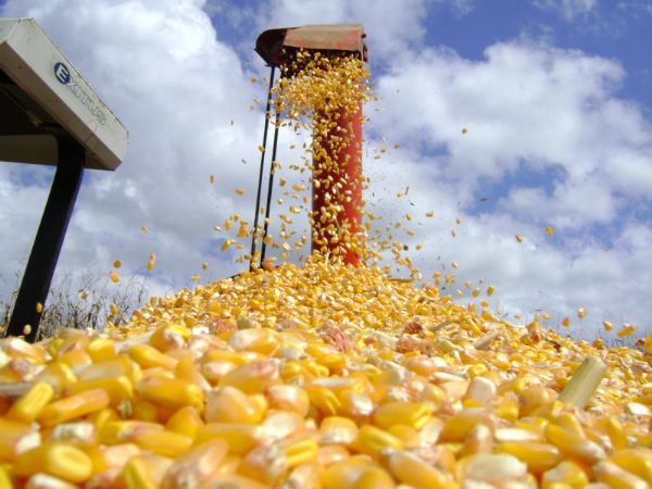 MT dever produzir 114 milhes de litros de etanol de milho na entressafra da cana