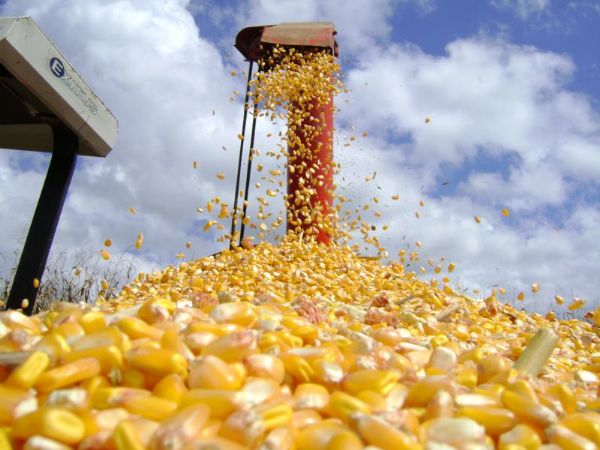 Preo mnimo do milho  reajustado para R$ 16,50/sc em Mato Grosso; valor depende do aval do Conselho Monetrio